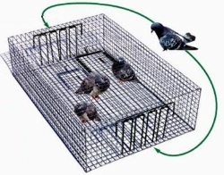 Pied Piper Pigeon Trap Pied, Piper, Pigeon, Trap, Traps, Trapping, Wild, bird, trapping, management