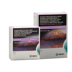 Vista® Once SQ - Cattle Vaccine Vista, Once, SQ, Cattle, Vaccine, vaccination, bovine, Pasteurella, multocida, Mannheimia, haemolytica, Rhinotracheitis, Viral, Diarrhea, IBR, BVD, control, type, 1,2, PI3, Respiratory, Syncytial, Virus, BRSV