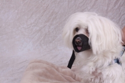 Valhoma® Nylon Pet Muzzles Valhoma® Nylon Pet Muzzles Helps prevent biting, barking, and chewing. Adjustable head strap, for easy placement and removal. Reinforced 100% nylon that is strong, yet comfortable. Machine washable. MUZZLE DOG ONLY WHEN SUPERVISED!  Size 0	 Fits, up, to, 8, 9, 25, 50, 80 lbs, pounds, lb, Toy, Poodle, Yorkie, Pomeranian  Miniature, Fox, Terrier, Mini, Pincher, Beagle, Cocker, Spaniel, Collie, German, Sheperd, Labrador, Dalmation, Weimaraner, Great Dane, St. Bernard, German, Shorthair, Wolfhound, Labradoodle, Mastiff, Rottweiler, Bull